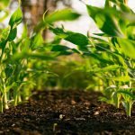 agricultural science dissertation topics