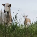 animal science dissertation topics