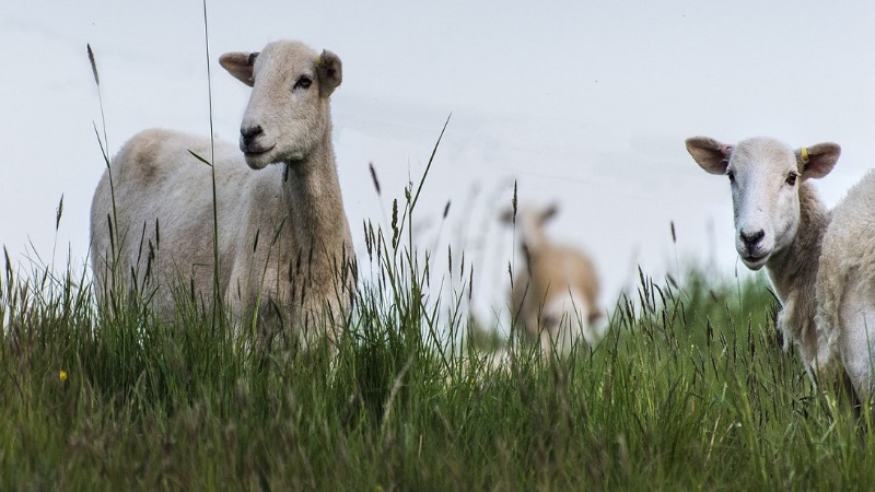 animal science dissertation topics